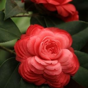 Meet your Posher, Stephen